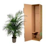 Dypsis Lutescens (palmier d'arec) 150 cm - ø24 - GREEN OASIS - SHOP Plantes vertes originales livrées à votre domicile