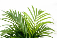 Dypsis Lutescens (palmier d'arec) 150 cm - ø24 - GREEN OASIS - SHOP