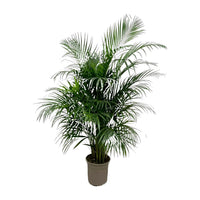 Dypsis Lutescens (palmier d'arec) 150 cm - ø24 - GREEN OASIS - SHOP Plantes vertes originales livrées à votre domicile