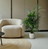 Dypsis Lutescens (palmier d'arec) 150 cm - ø24 - GREEN OASIS - SHOP Plantes vertes originales livrées à votre domicile