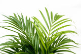 Dypsis Lutescens (palmier d'arec) 150 cm - ø24 - GREEN OASIS - SHOP Plantes vertes originales livrées à votre domicile