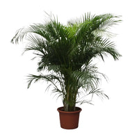 Dypsis Lutescens (Palmier d'Arec) - 230 cm - ø40 Everspring