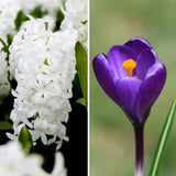 🌼 Early Spring Tulipes, Narcisses et Crocus – 30 Bulbes pour un Jardin Printanier Coloré - GREEN OASIS - SHOP