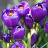 🌼 Early Spring Tulipes, Narcisses et Crocus – 30 Bulbes pour un Jardin Printanier Coloré - GREEN OASIS - SHOP
