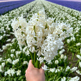 🌼 Early Spring Tulipes, Narcisses et Crocus – 30 Bulbes pour un Jardin Printanier Coloré - GREEN OASIS - SHOP