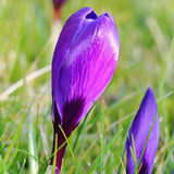 🌼 Early Spring Tulipes, Narcisses et Crocus – 30 Bulbes pour un Jardin Printanier Coloré - GREEN OASIS - SHOP