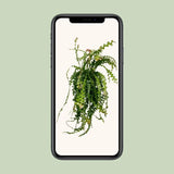 Ephiphyllum Anguliger - Ø21cm - ↕50cm Everspring