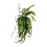 Ephiphyllum Anguliger - Ø21cm - ↕50cm Everspring