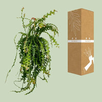 Ephiphyllum Anguliger - Ø21cm - ↕50cm Everspring