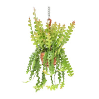 Epiphyllum Anguliger - Ø21cm - ↕60cm Everspring