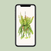 Epiphyllum Anguliger - Ø21cm - ↕60cm Everspring