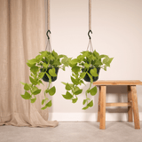 Epipremnum Golden Pothos (Scindapsus) - 2 pièces - Ø15cm - ↕25cm - GREEN OASIS - SHOP Plantes vertes originales livrées à votre domicile