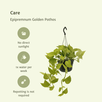 Epipremnum Golden Pothos (Scindapsus) - 2 pièces - Ø15cm - ↕25cm - GREEN OASIS - SHOP Plantes vertes originales livrées à votre domicile
