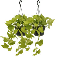Epipremnum Golden Pothos (Scindapsus) - 2 pièces - Ø15cm - ↕25cm - GREEN OASIS - SHOP