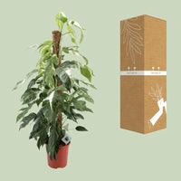 Epipremnum Pinnatum Albo Variegata - Ø24cm - ↕125cm Everspring