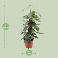 Epipremnum Pinnatum Cebu Blue - Ø17cm - ↕60cm Everspring