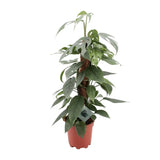Epipremnum Pinnatum Cebu Blue - Ø17cm - ↕60cm Everspring