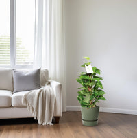 Epipremnum Pinnatum Mosstok 60cm Scindapsus - Ø15cm - ↕60cm - GREEN OASIS - SHOP