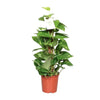 Epipremnum Pinnatum Mosstok 60cm Scindapsus - Ø15cm - ↕60cm - GREEN OASIS - SHOP