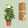 Epipremnum Pinnatum Mosstok 60cm Scindapsus - Ø15cm - ↕60cm - GREEN OASIS - SHOP