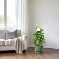 Epipremnum Pinnatum Mosstok 60cm Scindapsus - Ø15cm - ↕60cm - GREEN OASIS - SHOP