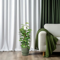 Epipremnum Pinnatum Mosstok 80cm Scindapsus - Ø19cm - ↕80cm - GREEN OASIS - SHOP
