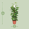 Epipremnum Pinnatum Mosstok 80cm Scindapsus - Ø19cm - ↕80cm - GREEN OASIS - SHOP