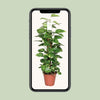 Epipremnum Pinnatum Mosstok 80cm Scindapsus - Ø19cm - ↕80cm - GREEN OASIS - SHOP Plantes vertes originales livrées à votre domicile