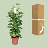 Epipremnum Pinnatum Mosstok 80cm Scindapsus - Ø19cm - ↕80cm - GREEN OASIS - SHOP