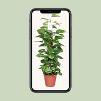 Epipremnum Pinnatum Mosstok 80cm Scindapsus - Ø19cm - ↕80cm - GREEN OASIS - SHOP Plantes vertes originales livrées à votre domicile
