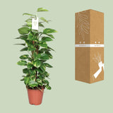 Epipremnum Pinnatum Mosstok 80cm Scindapsus - Ø19cm - ↕80cm - GREEN OASIS - SHOP Plantes vertes originales livrées à votre domicile