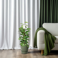 Epipremnum Pinnatum Mosstok 80cm Scindapsus - Ø19cm - ↕80cm - GREEN OASIS - SHOP Plantes vertes originales livrées à votre domicile
