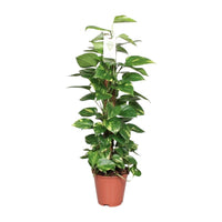 Epipremnum Pinnatum Mosstok 80cm Scindapsus - Ø19cm - ↕80cm - GREEN OASIS - SHOP Plantes vertes originales livrées à votre domicile
