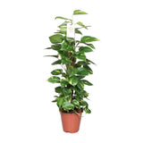 Epipremnum Pinnatum Mosstok 80cm Scindapsus - Ø19cm - ↕80cm - GREEN OASIS - SHOP Plantes vertes originales livrées à votre domicile
