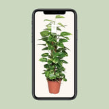Epipremnum Pinnatum Mosstok 80cm Scindapsus - Ø19cm - ↕80cm - GREEN OASIS - SHOP