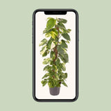 Epipremnum Pinnatum - Ø24cm - ↕120cm Everspring