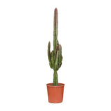 Euphorbe trigona rubra - Ø17cm - ↕70cm Everspring
