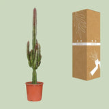 Euphorbe trigona rubra - Ø17cm - ↕70cm Everspring