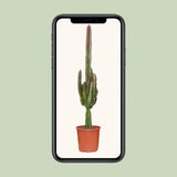 Euphorbe trigona rubra - Ø17cm - ↕70cm Everspring