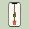 Euphorbe trigona rubra - Ø17cm - ↕70cm Everspring