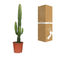 Euphorbia Acrurensis - Ø17cm - ↕50cm Everspring