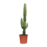 Euphorbia Acrurensis - Ø17cm - ↕50cm Everspring