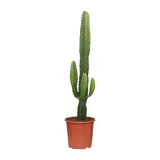 Euphorbia Acrurensis - Ø17cm - ↕50cm Everspring