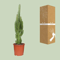 Euphorbia Trigona - Ø17cm - ↕70cm Everspring