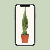 Euphorbia Trigona - Ø17cm - ↕70cm Everspring