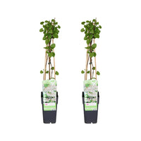 Fallopia baldschuanica - 2 pièces - Ø15cm - ↕65cm - GREEN OASIS - SHOP