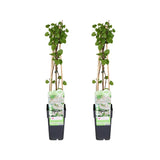 Fallopia baldschuanica - 2 pièces - Ø15cm - ↕65cm - GREEN OASIS - SHOP