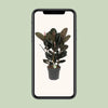 Ficus Abidjan - Ø27cm - ↕90cm Everspring