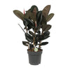 Ficus Abidjan - Ø27cm - ↕90cm Everspring