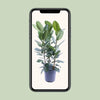 Ficus Amstel King Gold - Ø27cm - ↕105cm Everspring